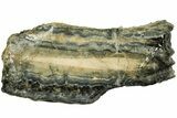 Mammoth Molar Slice with Case - South Carolina #207594-1